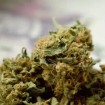 Marijuana’s Therapeutic Potential as a Sleep Aid